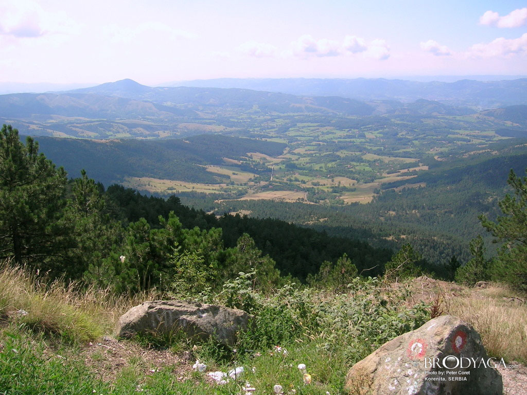 Korenita, divcibar